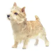 冯宝成真实身份大揭秘